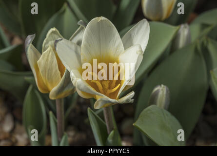 Water-lily tulip, Tulipa kaufmanniana en fleur au printemps. Banque D'Images