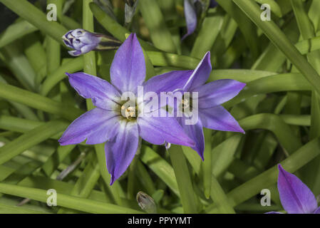 Springstar ou au printemps, la trientale boréale, Tristagma uniflorum en fleur. Plante de jardin. Banque D'Images