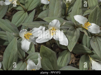 Trillium nivale Trillium, neige, en fleurs au début du printemps ; easterrn USA. Banque D'Images