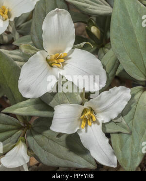 Trillium nivale Trillium, neige, en fleurs au début du printemps ; easterrn USA. Banque D'Images