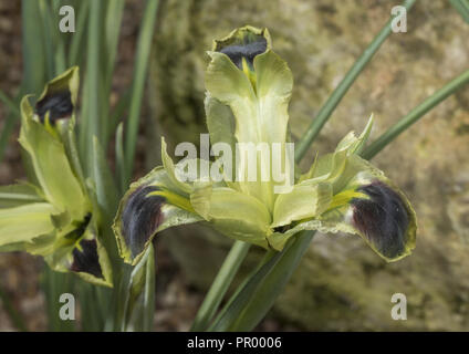 Tête de serpent ou de l'iris iris Iris tuberosa, veuve, en fleurs au début du printemps. Banque D'Images