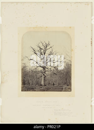 Le Queen Anne's Oak ; James Sinclair, 14e comte de Caithness, britannique, 1821 - 1881, William Bambridge British, 1819 - 1879 Banque D'Images