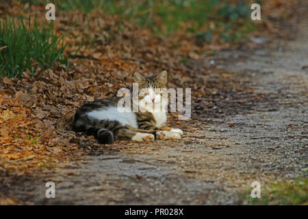 Moyenne des ventes un don d'animaux de la Croix bleue de la charité. Un chat tigré avec un sourire du chat de Chester à l'automne en Italie abandonnés dans Colfiorito maintenant dans un foyer heureux Banque D'Images