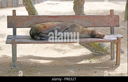 Sea Lion dormant sur banc en bois sur la plage Banque D'Images