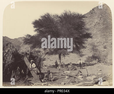 Acacia seyal,, arbre, dédiée au saint Patron, Wadi Feiran ; Sgt. James M. McDonald, anglais, 1822 - 1885, Southampton Banque D'Images