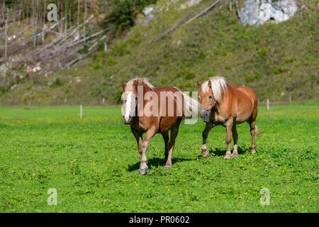 Deux chevaux bruns grasing on meadow Banque D'Images