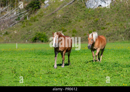 Deux chevaux bruns grasing on meadow Banque D'Images