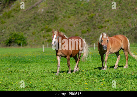 Deux chevaux bruns grasing on meadow Banque D'Images