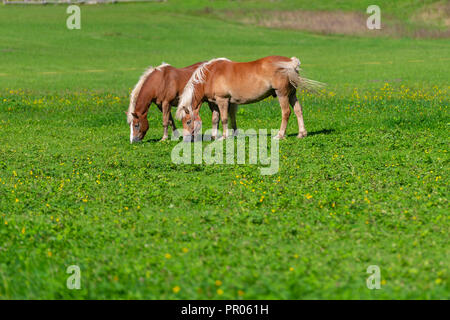 Deux chevaux bruns grasing on meadow Banque D'Images