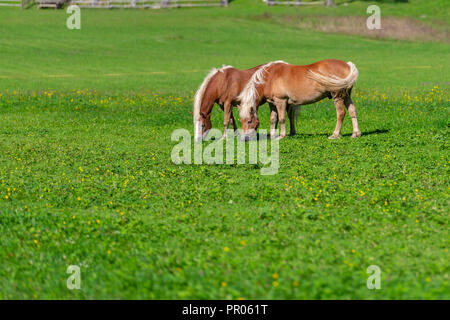 Deux chevaux bruns grasing on meadow Banque D'Images