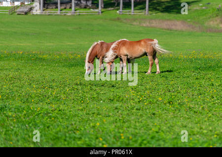 Deux chevaux bruns grasing on meadow Banque D'Images