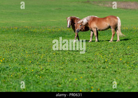 Deux chevaux bruns grasing on meadow Banque D'Images