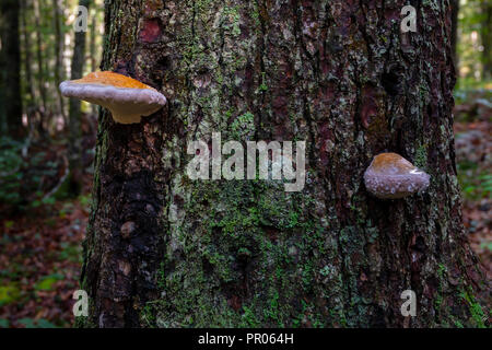 Mushroom sur arbre avec gouttes de rosée, l'écorce couverte de mousse verte Banque D'Images