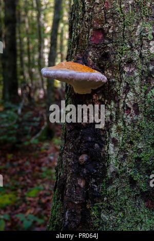 Mushroom sur arbre avec mousse verte Banque D'Images