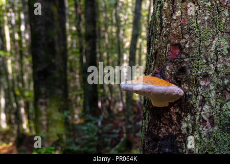 Mushroom sur arbre avec mousse verte Banque D'Images