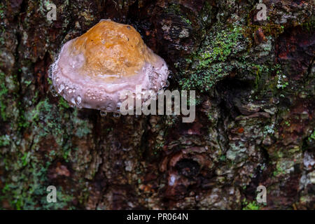 Mushroom sur arbre avec gouttes de rosée, l'écorce couverte de mousse verte Banque D'Images