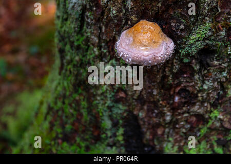 Mushroom sur arbre avec gouttes de rosée, l'écorce couverte de mousse verte Banque D'Images