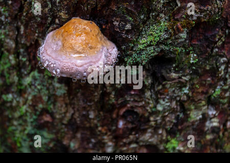 Mushroom sur arbre avec gouttes de rosée, l'écorce couverte de mousse verte Banque D'Images