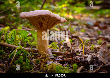 Sur le sol de la forêt de champignons, Close up Banque D'Images