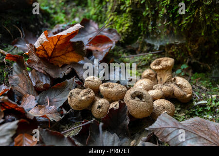 Champignons Puffball en forêt avec des feuilles marron Banque D'Images