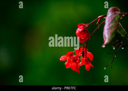 L'impatiens rouge fleur sur fond vert dans la pluie, isolé Banque D'Images