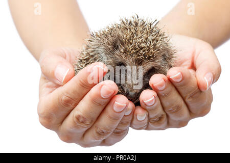 Les jeunes hedgehog dans des mains humaines. Petit animal a besoin de protection. La protection de l'environnement. Profondeur de champ. Fond isolé blanc Banque D'Images