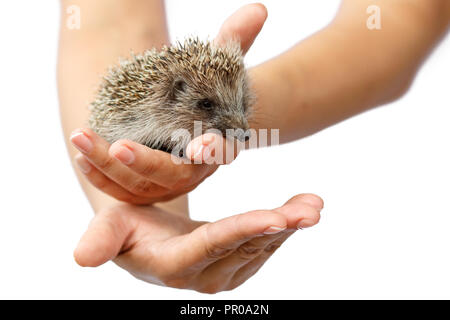 Les jeunes hedgehog dans des mains humaines. Petit animal a besoin de protection. La protection de l'environnement. Profondeur de champ. Fond isolé blanc Banque D'Images