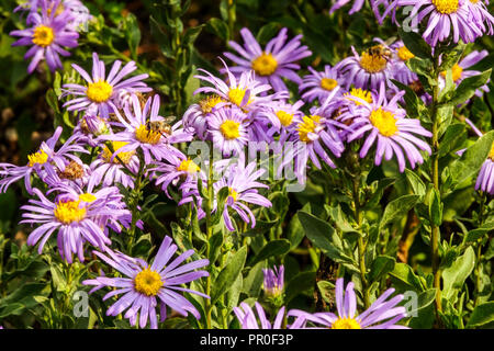 Aster italien amellus « King George ». Michaelmas Daisies Banque D'Images