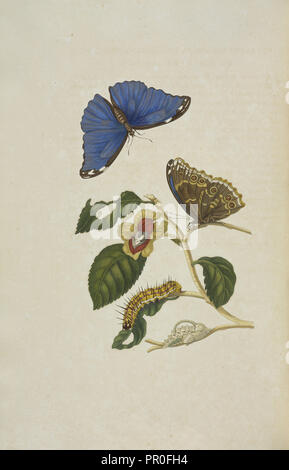 Papillon morpho bleu, Morpho menelaus, chenille et chrysalide d'une espèce non identifiée, Maria Sybilla Plus Meriaen voortteeling de Banque D'Images