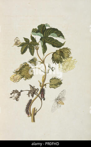 Branche d'un arbre en fleurs de coton, Gossypium barbadense, avec papillon, Helicopis cupido, et la métamorphose de l'espèce de Banque D'Images