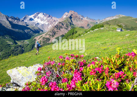 Walkpast randonneur avec fleurs de rhododendron Mont Disgrazia en arrière-plan, Scermendone, Valmasino, Valtellina, Lombardie, Italie, Europe Banque D'Images