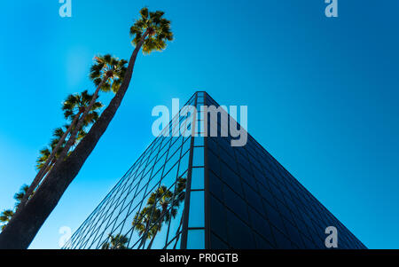 Palmiers et verre, worm's-eye view, Hollywood, Los Angeles, Californie, États-Unis d'Amérique, Amérique du Nord Banque D'Images