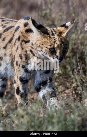 Serval (Leptailurus serval), Ngorongoro Conservation Area, Ndutu Serengeti, Tanzanie, Afrique, Afrique de l'Est, Banque D'Images