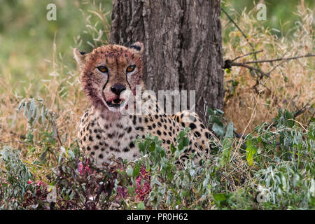 Le Guépard (Acinonyx jubatus) avec un visage sanglant, après l'alimentation, Ndutu Ngorongoro Conservation Area, Serengeti, Tanzanie, Afrique orientale, Afrique du Sud Banque D'Images