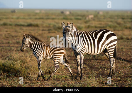 Un poulain zèbre des plaines (Equus quagga) et sa mère,, Ndutu Ngorongoro Conservation Area, Serengeti, Tanzanie, Afrique orientale, Afrique du Sud Banque D'Images