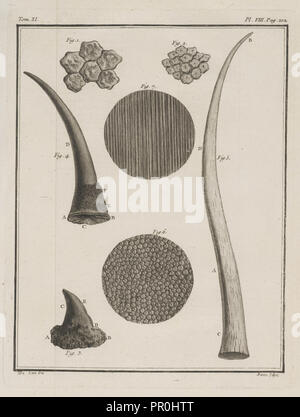 Tom. XI. Pl. VIII, Histoire naturelle, générale et particulière : avec la description du cabinet du roi, Buffon, Georges Louis Banque D'Images