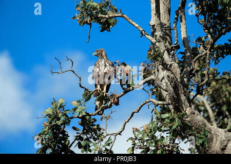 Hawk Eagle modifiables dans le Parc National de Udawalawe, Sri Lanka Banque D'Images