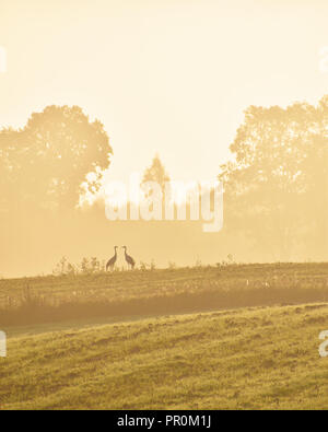 Dans l'amour matin grues coutryside Banque D'Images