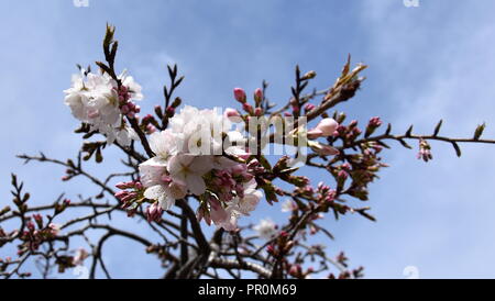 Rose blanc fleur de cerisier en fleurs. Fleurs de cerisier en petites grappes sur un cerisier branche. Les fleurs de cerisier japonais Sakura dans le gard botanique Banque D'Images