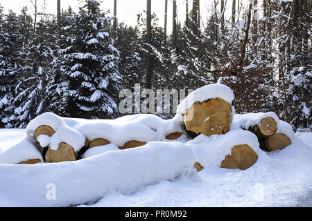 Couper des arbres en hiver dans la neige, neige-couvertes de troncs d'arbre, Bavière, Allemagne Banque D'Images