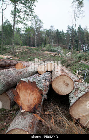 Couper du bois, la foresterie a véhicule workt dans la forêt avec la coupe à un salon Banque D'Images