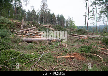 Couper du bois, la foresterie a véhicule workt dans la forêt avec la coupe à un salon Banque D'Images