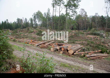 Couper du bois, la foresterie a véhicule workt dans la forêt avec la coupe à un salon Banque D'Images