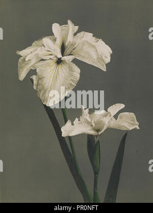 Iris Kaempferi ; Kazumasa Ogawa, japonais, 1860 - 1929, Yokohama, Japon, 1896 ; à la main, phototypie ; 27,9 x 20,8 cm Banque D'Images