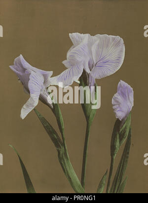 Iris Kaempferi ; Kazumasa Ogawa, japonais, 1860 - 1929, Yokohama, Japon, 1896 ; à la main, phototypie ; 26,8 x 20,6 cm Banque D'Images