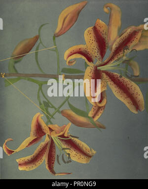 Lis, Kazumasa Ogawa, japonais, 1860 - 1929, Yokohama, Japon, 1896 ; à la main, épreuve argentique, 22,2 x 26,8 cm Banque D'Images