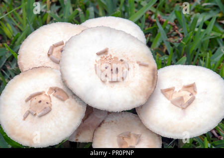 Un patch de champignons à l'aide de capuchons et de propagation de plus en plus aplatie sur une pelouse. Banque D'Images