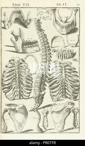 Lib. II., Tabula VII, Lib. II. Adriani Spigelii Bruxellensis equitis D. Marci, olim en Patavino gymnasio anatomiae et chirurgiae Banque D'Images
