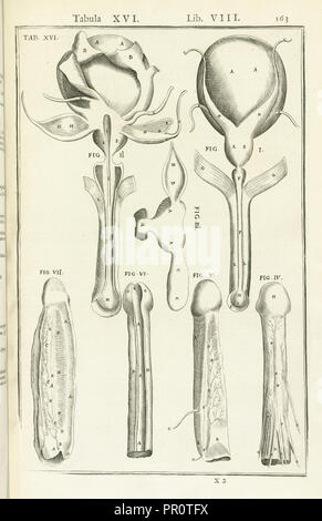 Lib. VIII, Tabula XVI, Lib. VIII, Adriani Spigelii Bruxellensis equitis D. Marci, olim en Patavino gymnasio anatomiae Banque D'Images