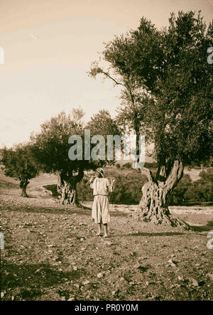 Vallées de Josaphat et de Hinnom oliveraie dans la vallée de Josaphat. 1900, Jérusalem, Israël Banque D'Images